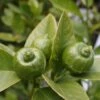 Citron Vert - Citrus Aurantifolia Mexicana -Raciflore Soldes Boutique citrus aurantiifolia