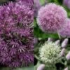 Collection 10 Alliums -Raciflore Soldes Boutique collection 10 alliums 51530 1