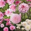 Collection 10 Dahlias Assortis Roses -Raciflore Soldes Boutique collection 10 dahlias roses 31447 1