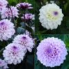 Collection 3 Dahlias Seniors -Raciflore Soldes Boutique collection 3 dahlias seniors 86088 1