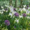 Collection Allium & Iris De Hollande -Raciflore Soldes Boutique collection allium iris de hollande 15274 1