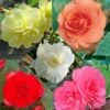Collection 15 Begonias Grandifloras -Raciflore Soldes Boutique collection begonias 51256 1