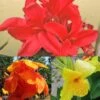 Collection De 3 Cannas -Raciflore Soldes Boutique collection cannas 51353 1