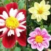 Collection Dahlias Collerette -Raciflore Soldes Boutique collection dahlia colerettes 31450 1