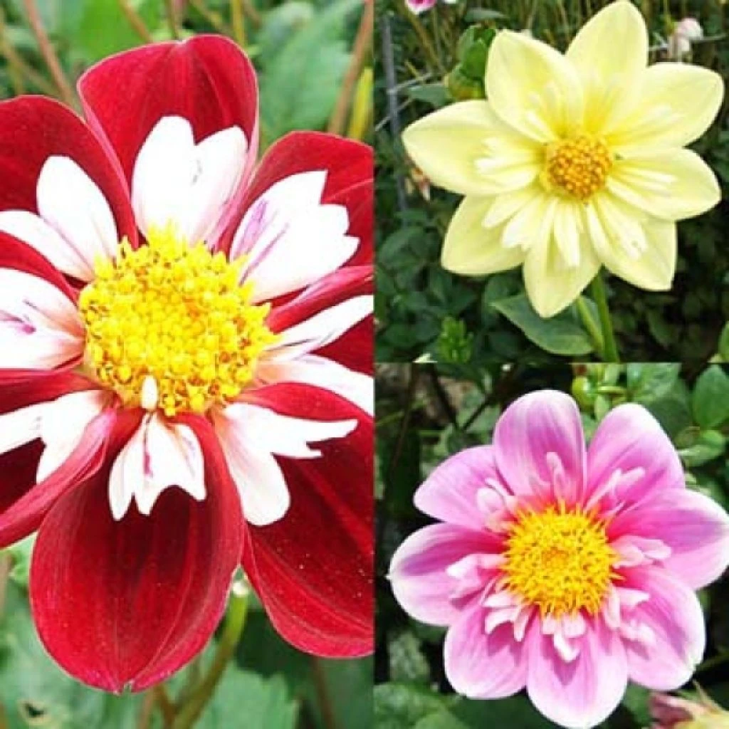 Collection Dahlias Collerette 3 Collection Dahlias Collerette