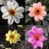 Collection Dahlias Happy Single -Raciflore Soldes Boutique collection dahlia happy 31434 1