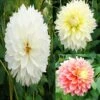 Collection Dahlias Fubuki 2 Collection Dahlias Fubuki -Raciflore Soldes Boutique collection dahlias fubiki 31427 1