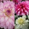 Collection Dahlias Nains Gallery 2 Collection Dahlias Nains Gallery -Raciflore Soldes Boutique collection dahlias gallery 3911 1
