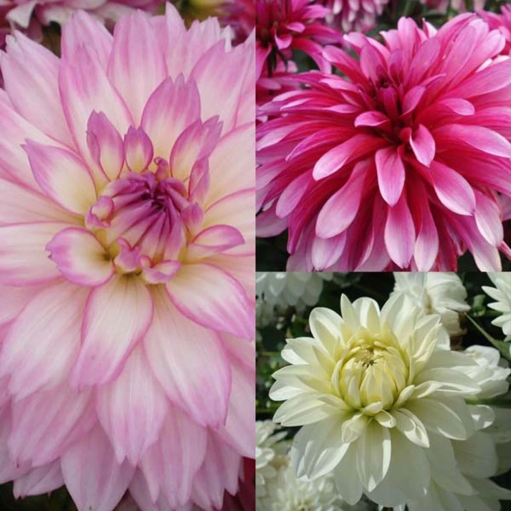 Collection Dahlias Nains Gallery 3 Collection Dahlias Nains Gallery