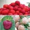 Collection De 3 Fraisiers Framberry, Cherry Berry, Pineberry 2 Collection De 3 Fraisiers Framberry, Cherry Berry, Pineberry -Raciflore Soldes Boutique collection de 3 fraisiers framberry cherryberry pineberry 86128 1