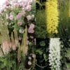 Collection Eremurus 1 Collection Eremurus -Raciflore Soldes Boutique collection eremurus 53574 1