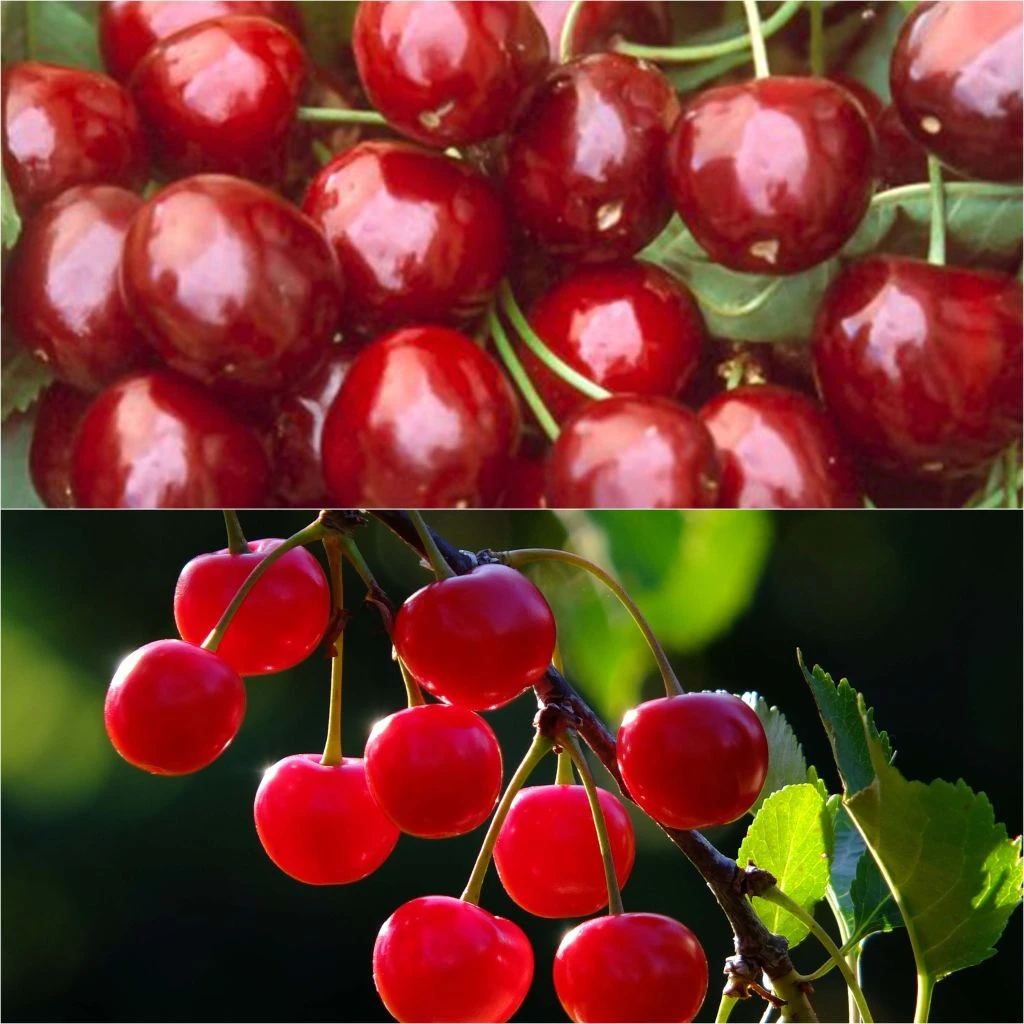 Duo Pollinisateur De Cerisiers En Demi Tige Pour Grands Espaces 3 Duo Pollinisateur De Cerisiers En Demi Tige Pour Grands Espaces