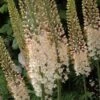 Eremurus Robustus - Lis Des Steppes -Raciflore Soldes Boutique eremurus robustus 53577 1
