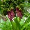 Eucomis Comosa Leia - Eucomide Rose -Raciflore Soldes Boutique eucomis comosa leia 86060 p