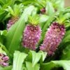 Eucomis Comosa Sparkling Burgundy® - Eucomide Rose à Feuillage Pourpre -Raciflore Soldes Boutique eucomis comosa sparkling burgundy eucomide rose feuillage pourpre IF 69261 1
