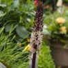 Eucomis Comosa Sparkling Rosy® - Eucomide Rose -Raciflore Soldes Boutique eucomis comosa sparkling rosy 4190 3