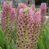 Eucomis Comosa Pink Gin - Fleur Ananas -Raciflore Soldes Boutique eucomis pink gin 15550 1