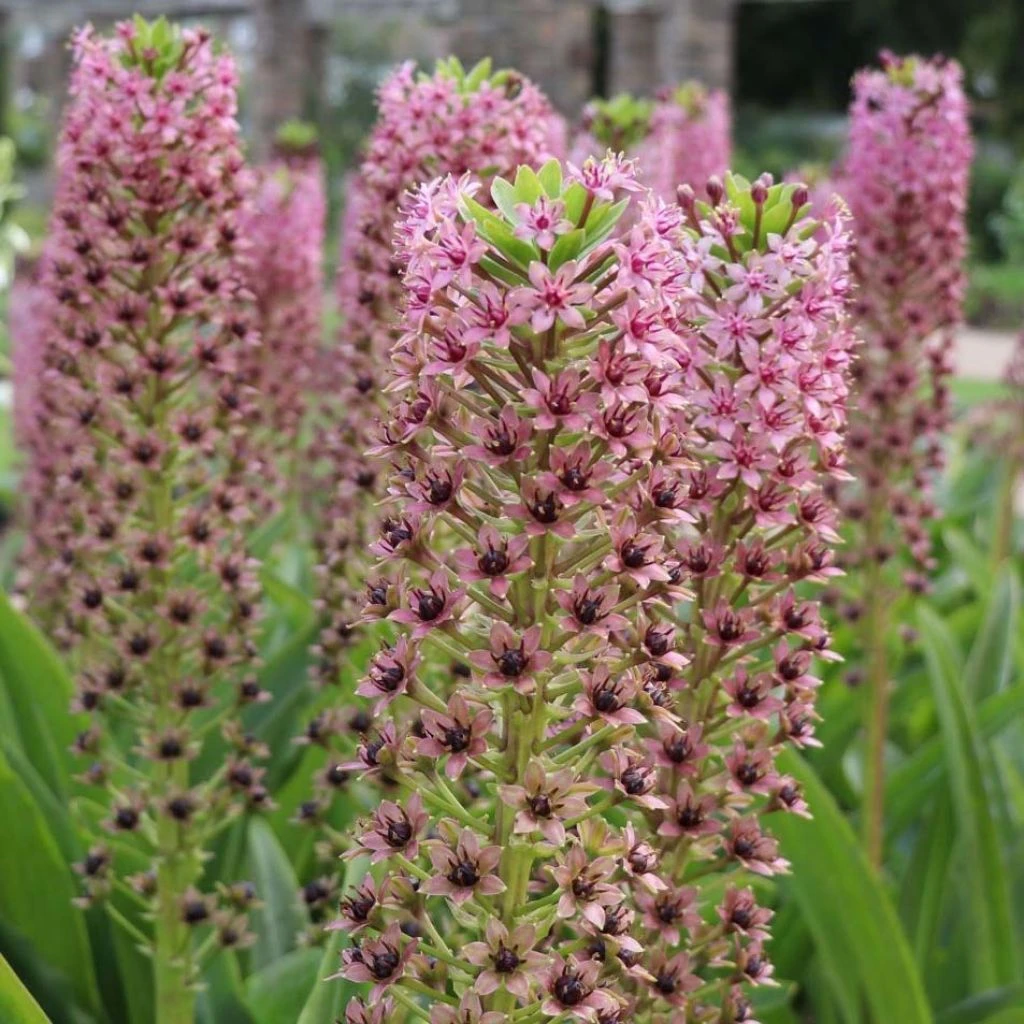Eucomis Comosa Pink Gin - Fleur Ananas 3 Eucomis Comosa Pink Gin - Fleur Ananas