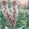 Eucomis Burgundy Wine -Raciflore Soldes Boutique eucomis sparking burgundy 51273 1