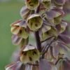 Fritillaire Persica Bicolor Magic Bells -Raciflore Soldes Boutique fritillaire bicolor 54975 1