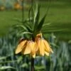 Fritillaire Imperialis Vivaldi* - Couronne Impériale -Raciflore Soldes Boutique fritillaire imperiale vivaldi 54498 1