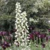 Fritillaria Persica Ivory Bells - Fritillaire De Perse -Raciflore Soldes Boutique fritillaire persica ivory bells 54974 1