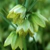Fritillaire Thunbergii - Zhe Bei Mu -Raciflore Soldes Boutique fritillaria thunbergii 15310 1