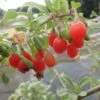 Goji Gojidelys - Lycium Barbarum -Raciflore Soldes Boutique gojidelys 16718 2
