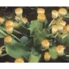 Scadoxus Ou Haemanthus Albiflos -Raciflore Soldes Boutique haemanthus.albiflos