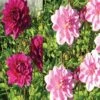 Harmonie Dahlias Tendresse -Raciflore Soldes Boutique harmonie tendresse 375 1