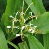 Hedychium Spicatum -Raciflore Soldes Boutique hedychium spicatum 6796 1