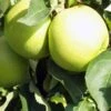 Pommier Golden Delicious - Palmette Simple U 2 Pommier Golden Delicious - Palmette Simple U -Raciflore Soldes Boutique image 149