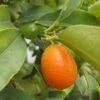 Kumquat Fukushu Ou Jiangsu - Fortunella Obovata -Raciflore Soldes Boutique kumquat fukushu ou jiangsu fortunella obovata 87033 1