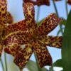 Lis Botanique - Lillium Canadense NA -Raciflore Soldes Boutique lilium canadense 4134 1