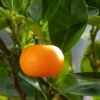 Mandarinier - Citrus Deliciosa - Agrumes 2 Mandarinier - Citrus Deliciosa - Agrumes -Raciflore Soldes Boutique mandarinier 4