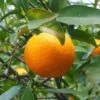 Oranger - Citrus Sinensis - Agrumes -Raciflore Soldes Boutique oranger
