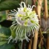 Fruit De La Passion (Grenadille) - Passiflora Edulis