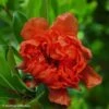Grenadier à Fleurs - Punica Granatum Plena -Raciflore Soldes Boutique punica granatum plena 100830 1