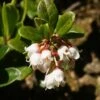 Airelle, Vaccinium Vitis Idaea -Raciflore Soldes Boutique vaccinium vitis idaea 7548 1