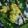 Vigne Muscat Champion -Raciflore Soldes Boutique vigne vitis Muscat blanc 771563 1