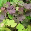 Vigne D'ornement - Vitis Vinifera Purpurea -Raciflore Soldes Boutique vitis vinifera purpurea 681477 1