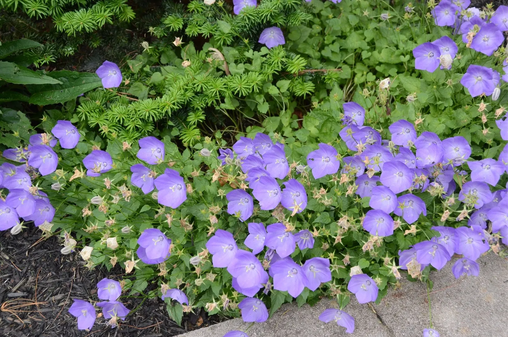 Raciflore Soldes Boutique -Raciflore Soldes Boutique CAT CANH